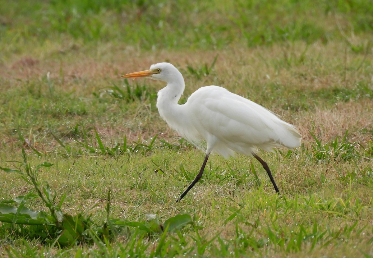 Plumed Egret - ML642098854