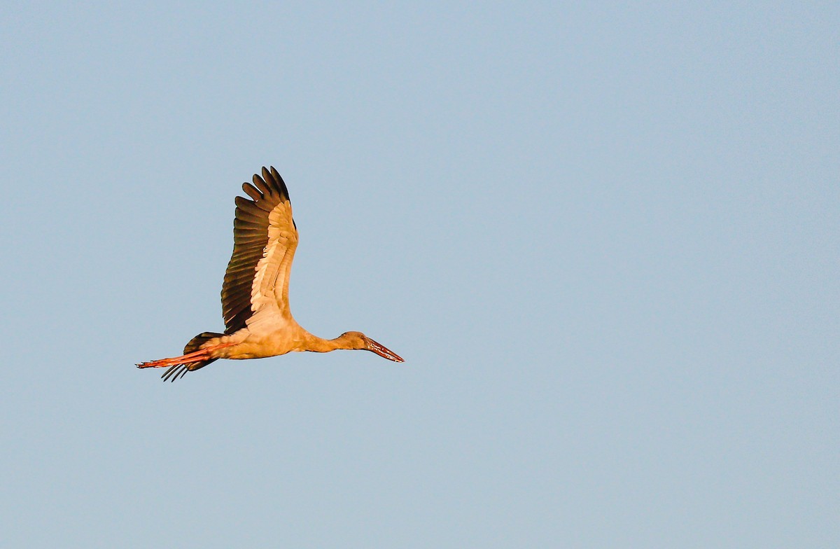 Asian Openbill - ML642098867