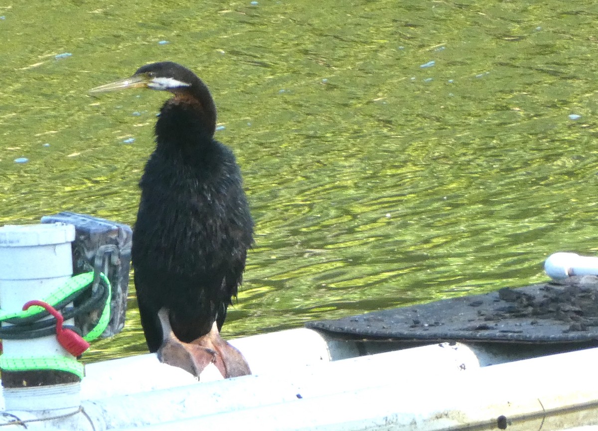 Australasian Darter - ML642098868