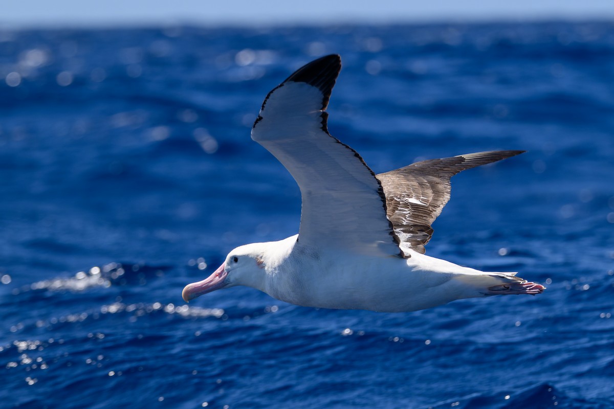 Antipodean Albatross (Gibson's) - ML642098869