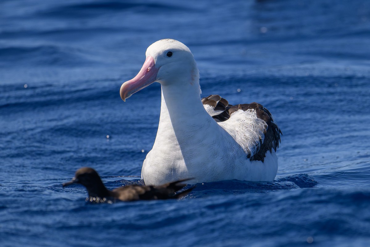 Antipodean Albatross (Gibson's) - ML642098870