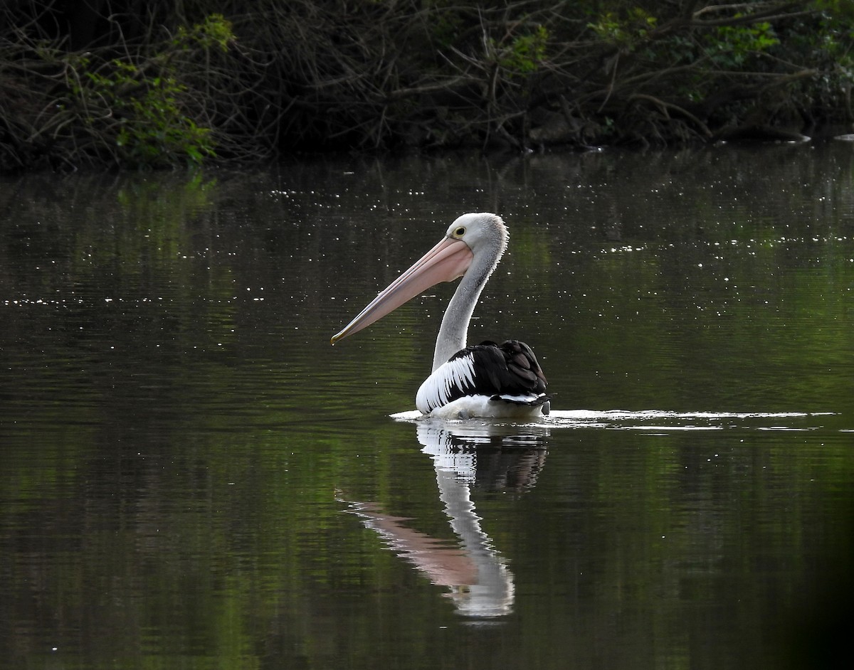 Australian Pelican - ML642098882