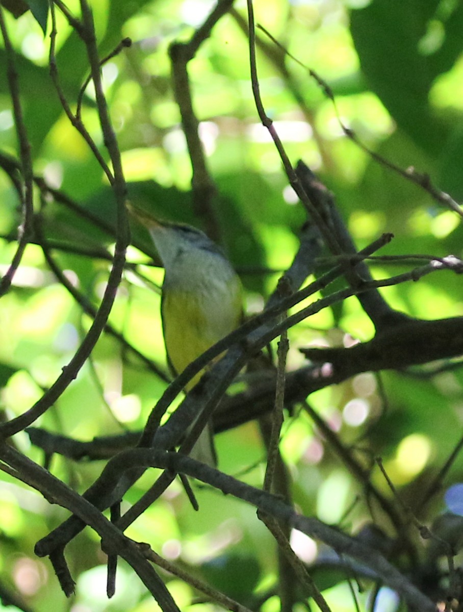 Mountain Tailorbird - ML642098883