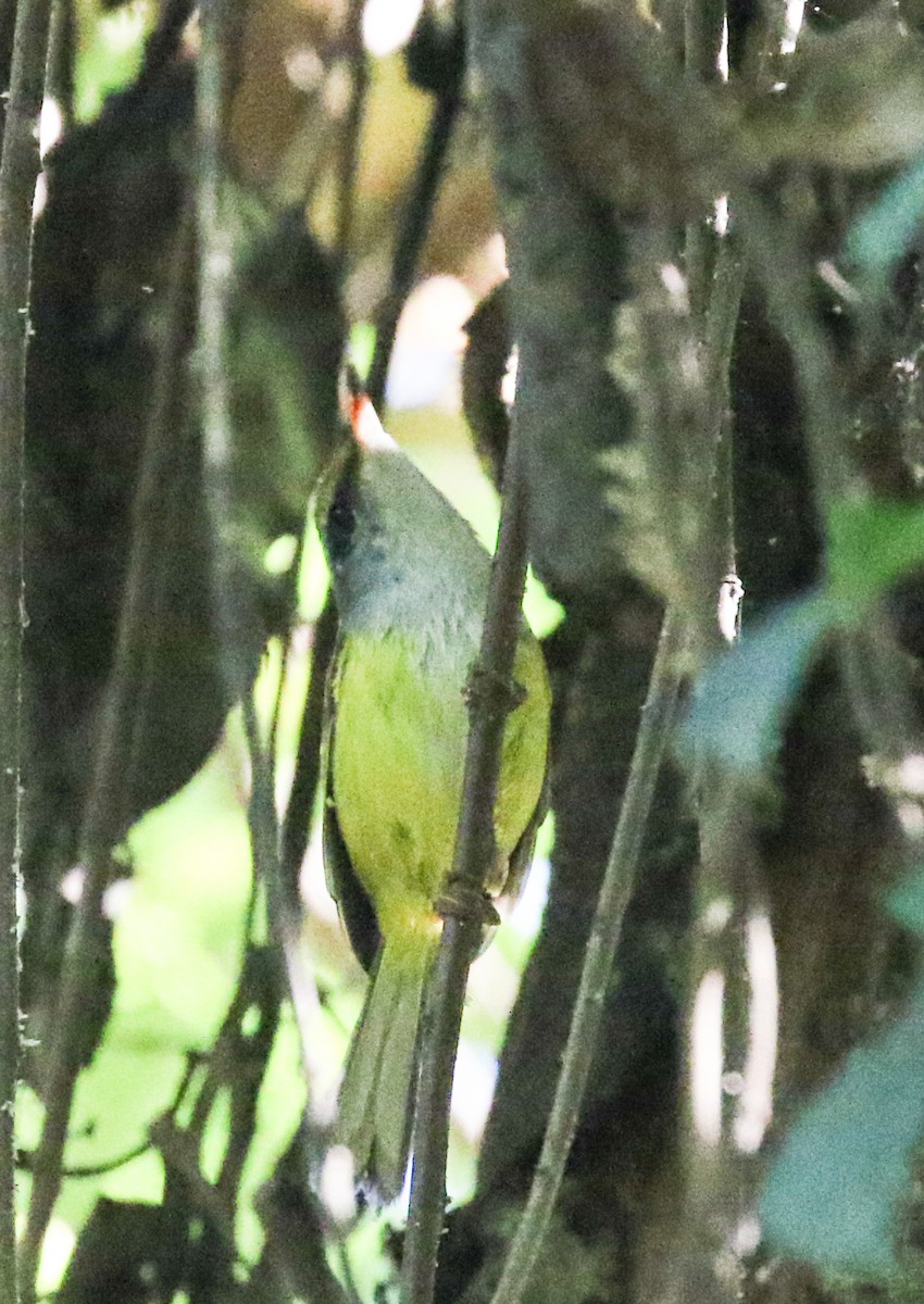 Mountain Tailorbird - ML642098884