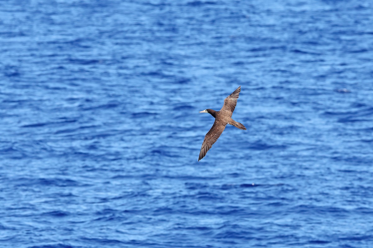 Fou des Cocos (brewsteri) - ML642098891