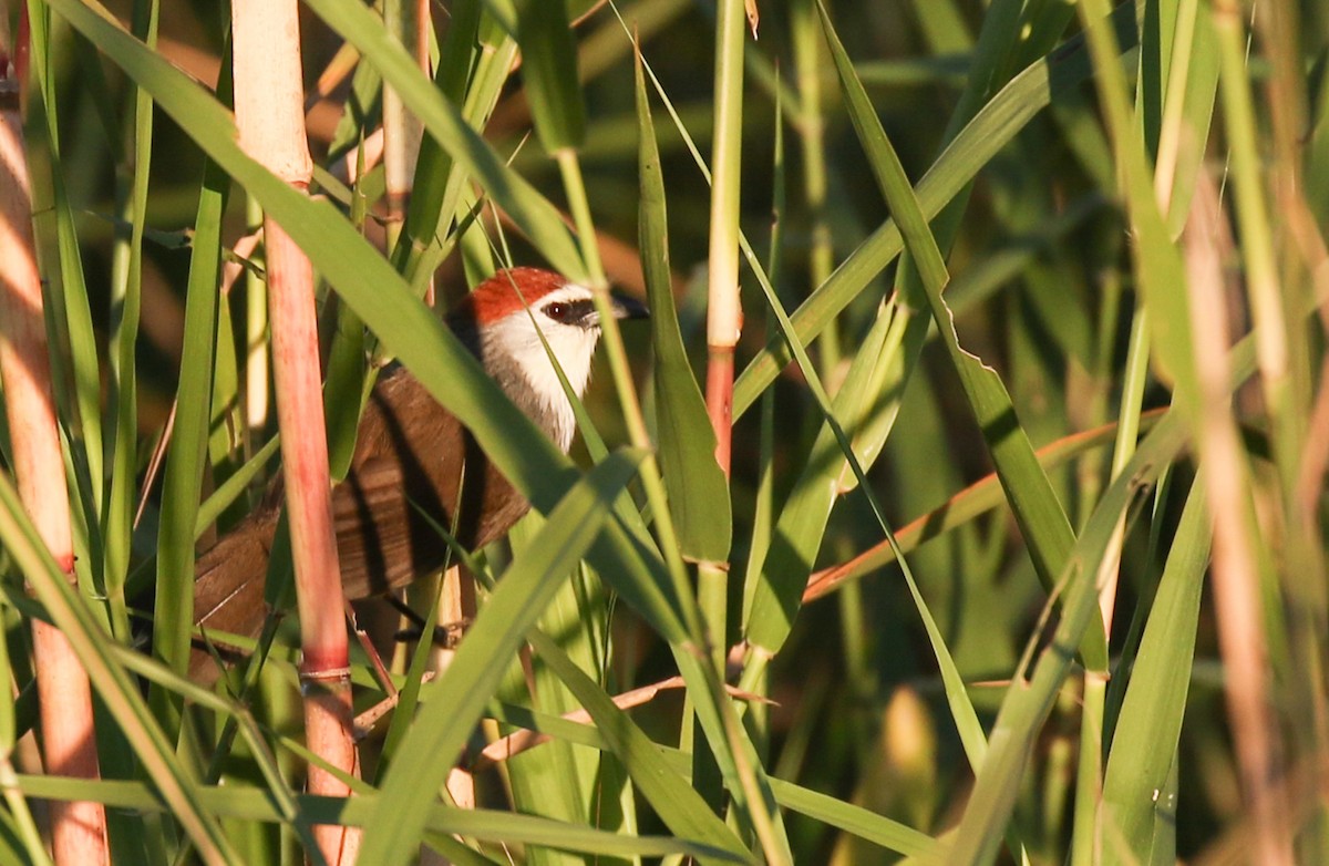 Chestnut-capped Babbler - ML642098899