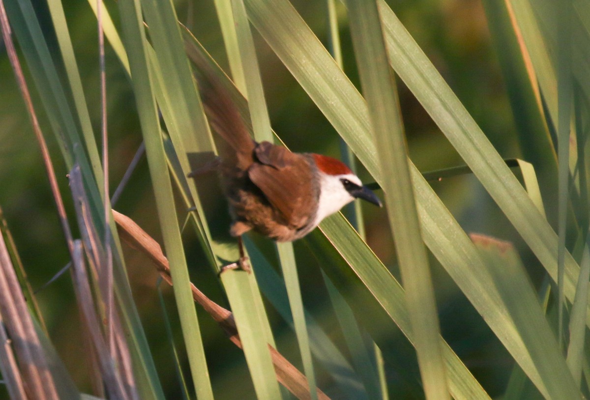 Chestnut-capped Babbler - ML642098900