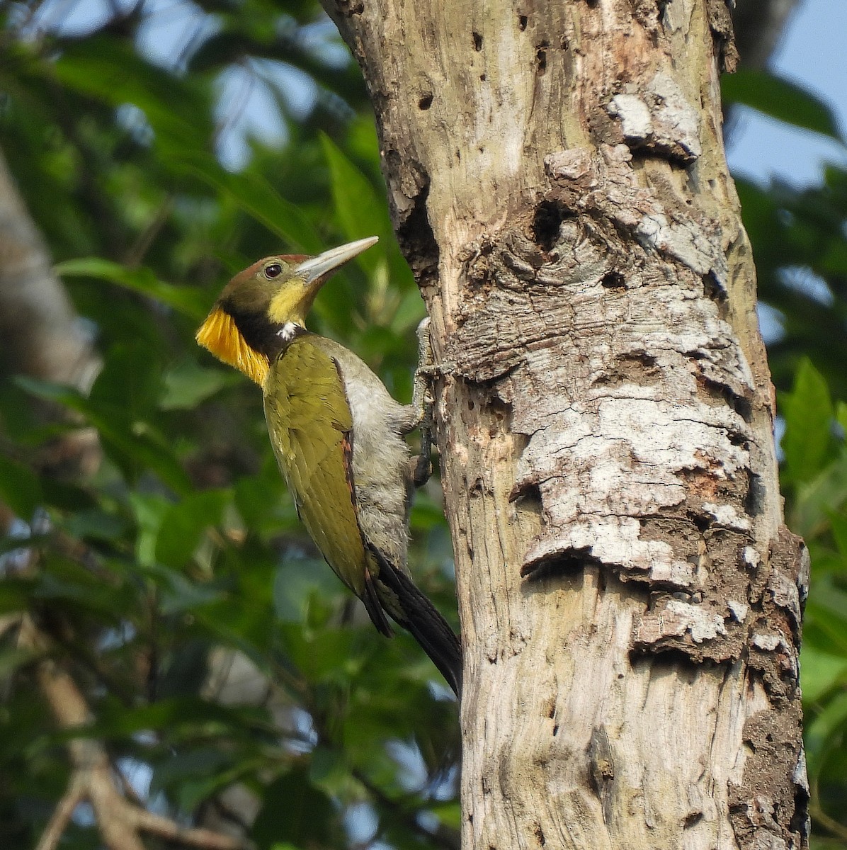 Greater Yellownape - ML642098913