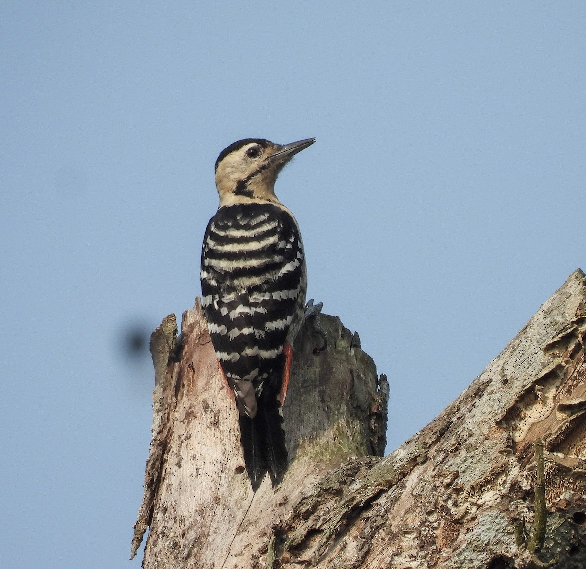 Fulvous-breasted Woodpecker - ML642098931