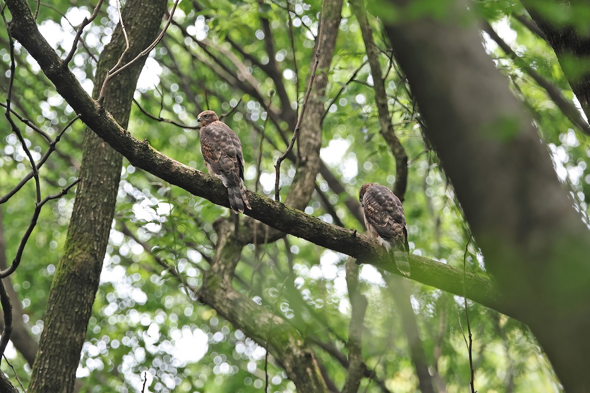 Eurasian Goshawk - ML642098932