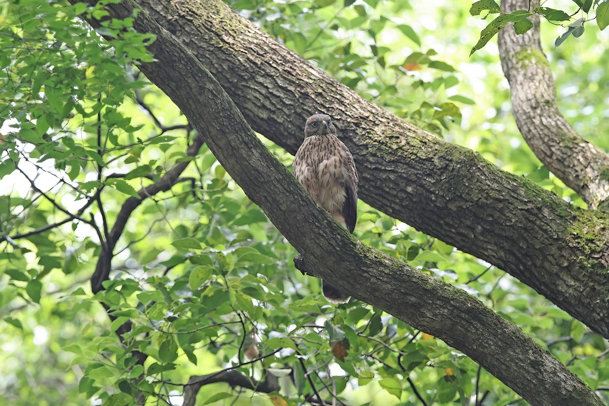 Eurasian Goshawk - ML642098933