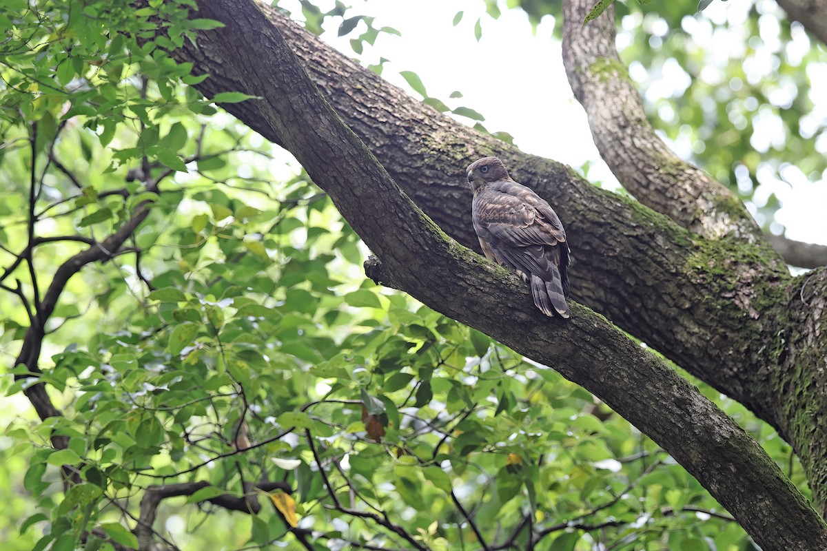 Eurasian Goshawk - ML642098934