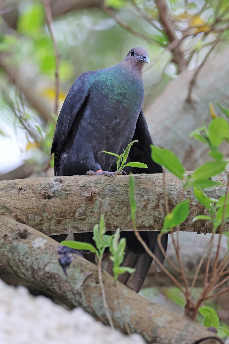 Black Wood-Pigeon - ML642098987
