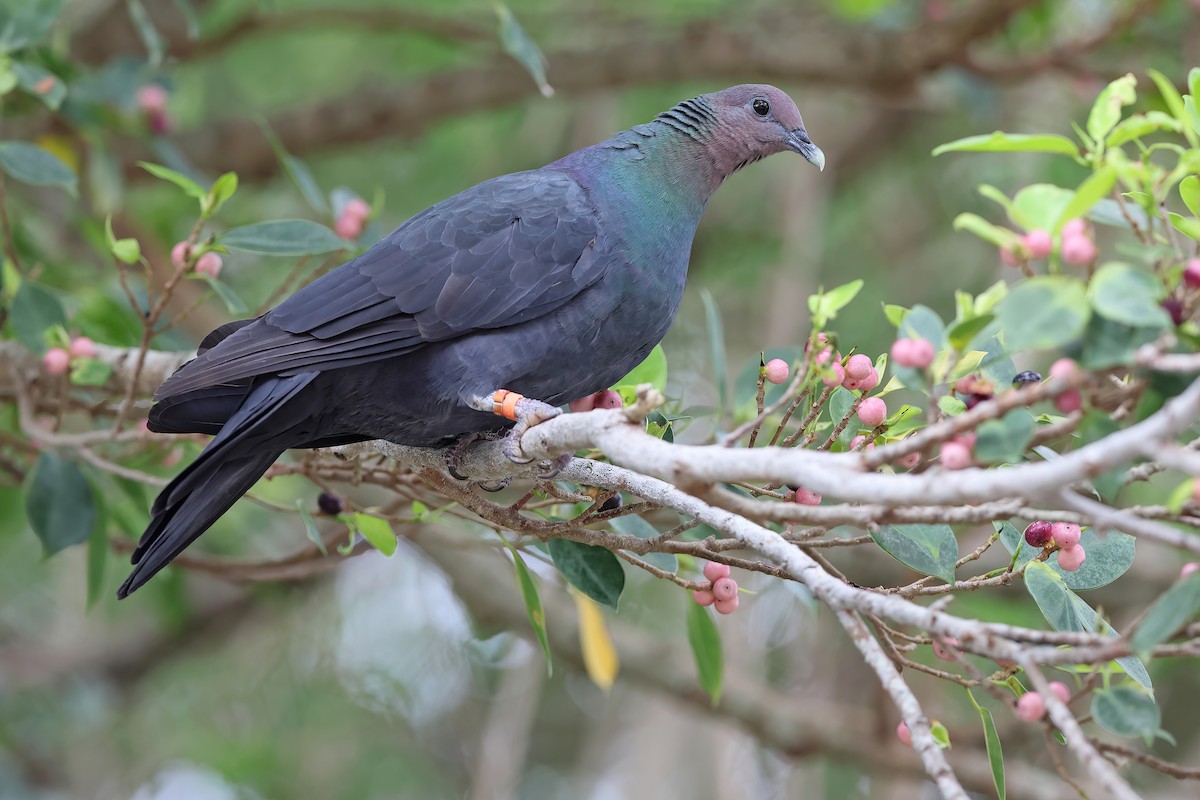Black Wood-Pigeon - ML642098988