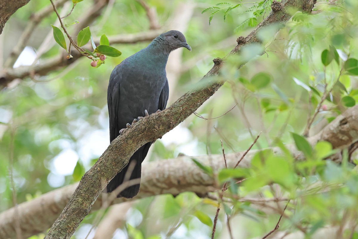 Black Wood-Pigeon - ML642098989