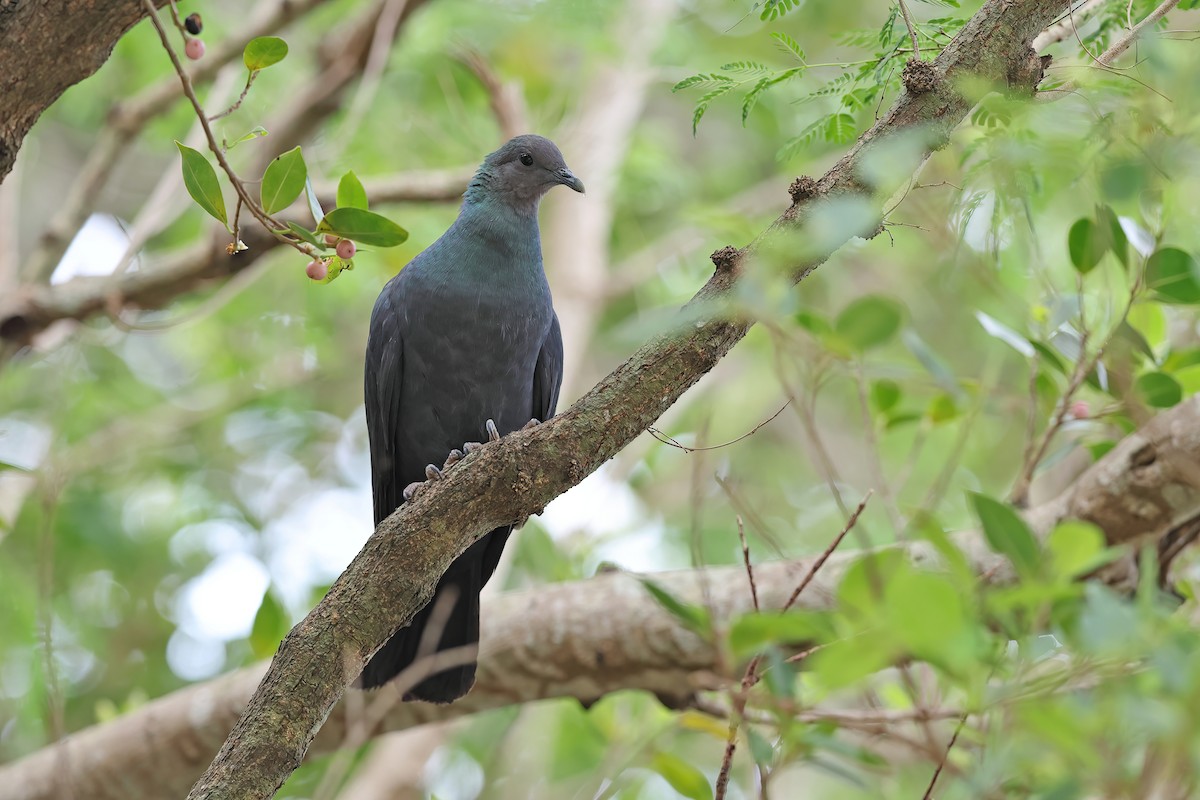 Black Wood-Pigeon - ML642098990