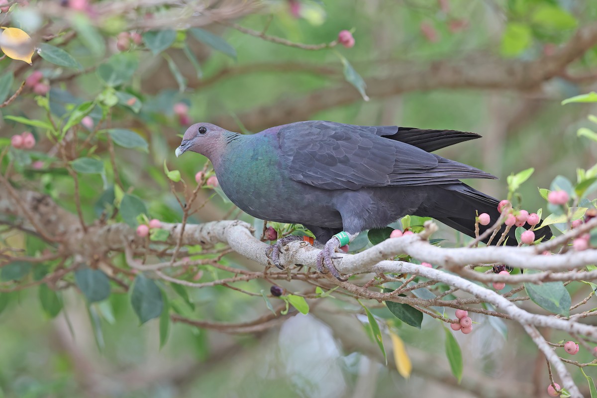 Black Wood-Pigeon - ML642098991