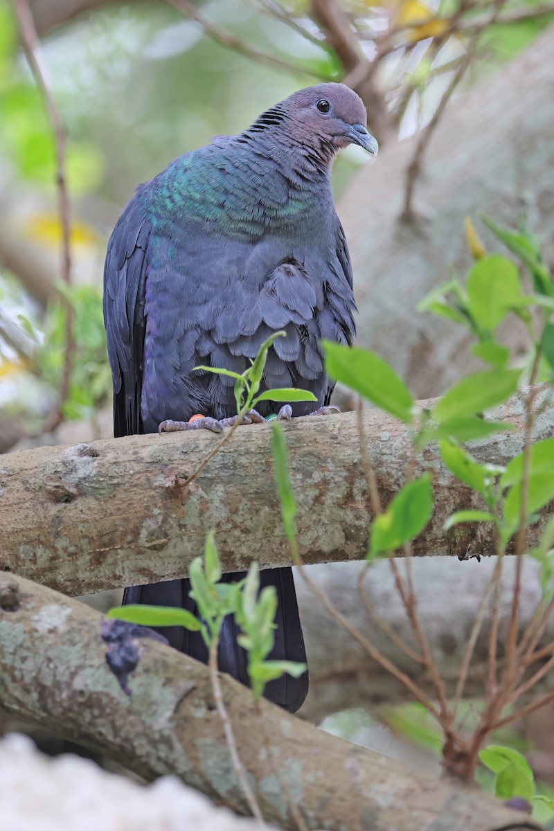 Black Wood-Pigeon - ML642098992