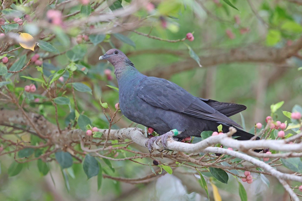 Black Wood-Pigeon - ML642098993