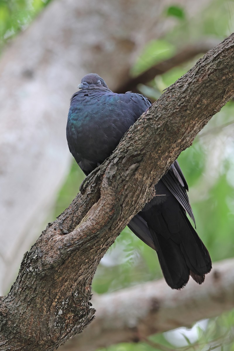 Black Wood-Pigeon - ML642098994