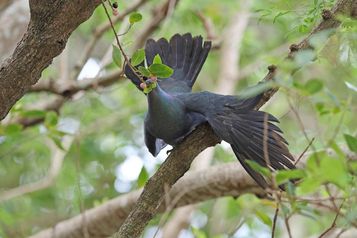 Black Wood-Pigeon - ML642098995