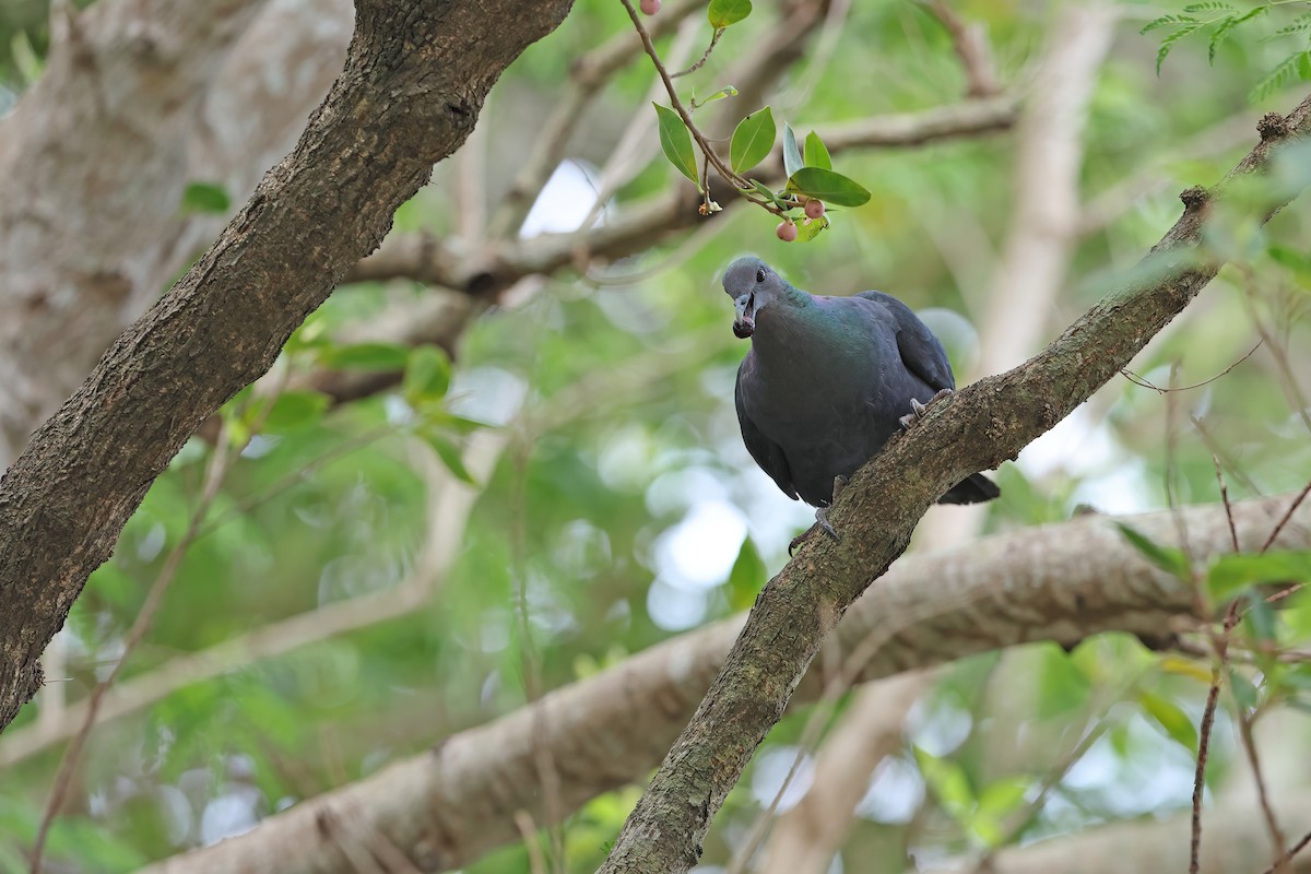 Black Wood-Pigeon - ML642098996