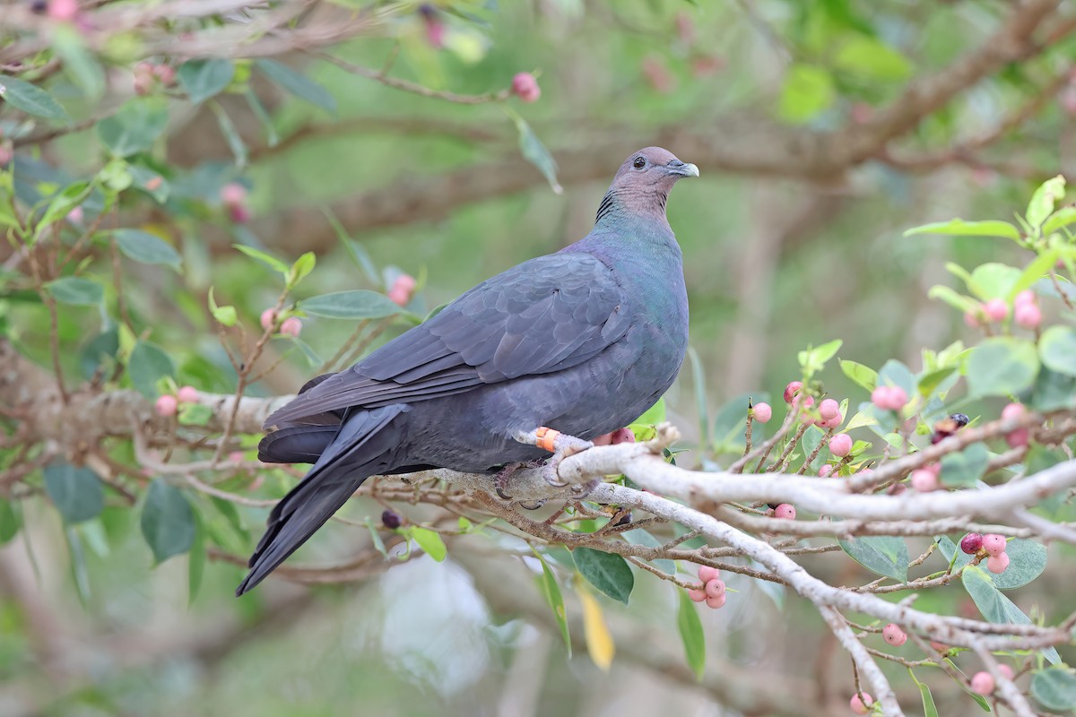 Black Wood-Pigeon - ML642098997