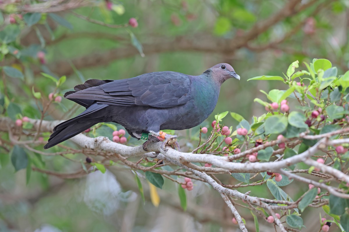 Black Wood-Pigeon - ML642098998