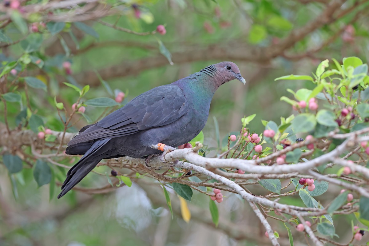 Black Wood-Pigeon - ML642098999