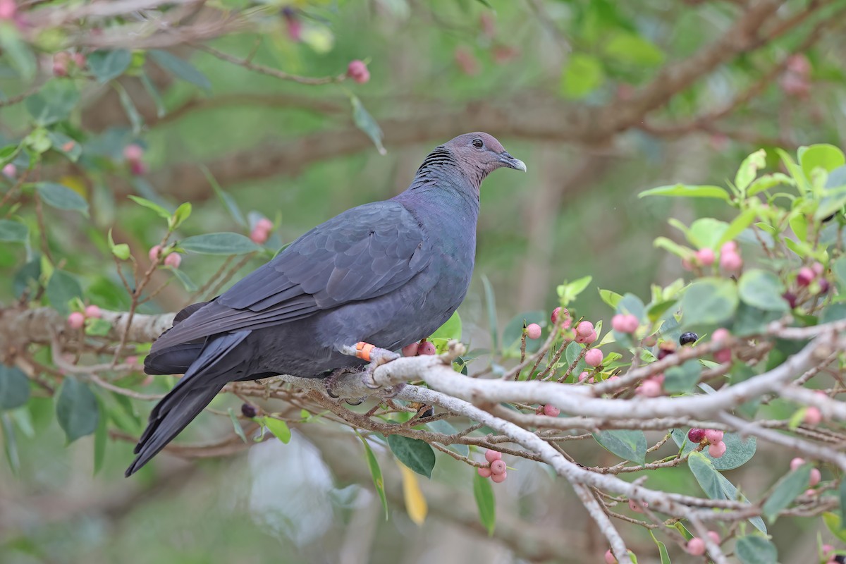 Black Wood-Pigeon - ML642099000