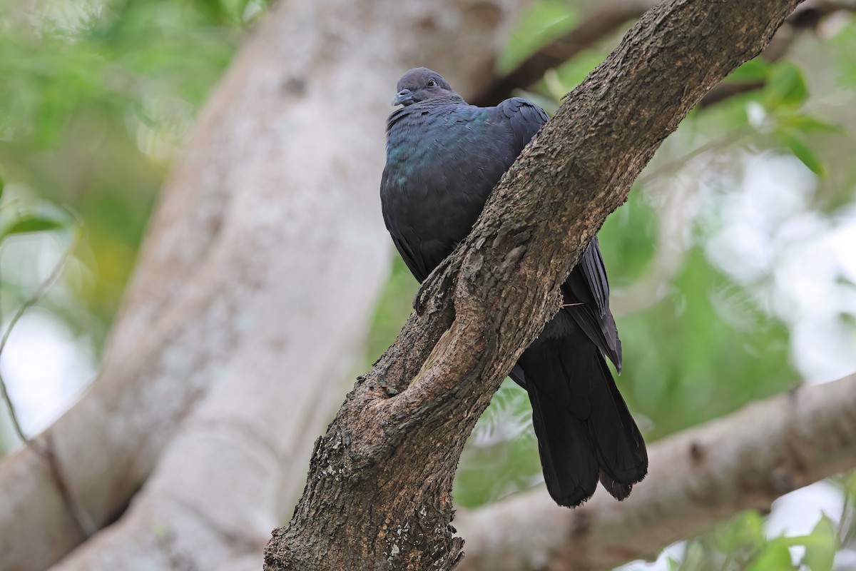 Black Wood-Pigeon - ML642099001