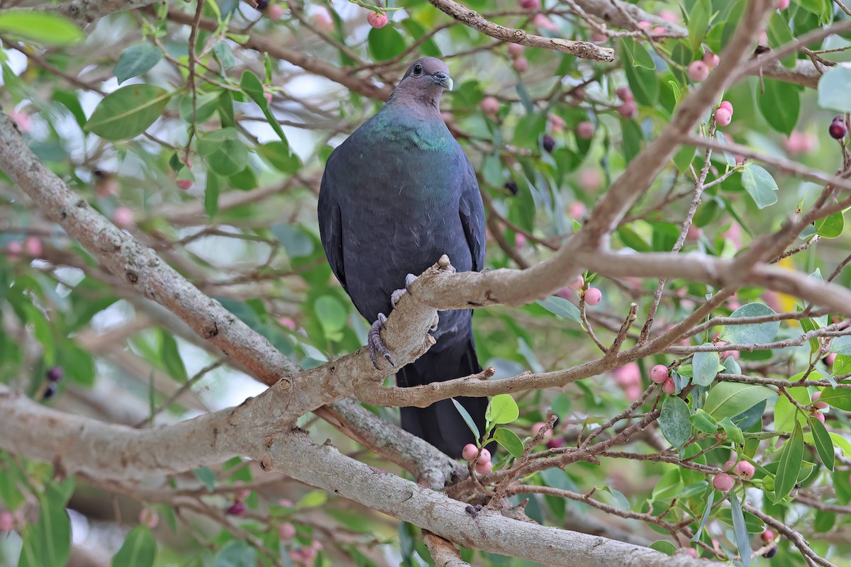 Black Wood-Pigeon - ML642099002