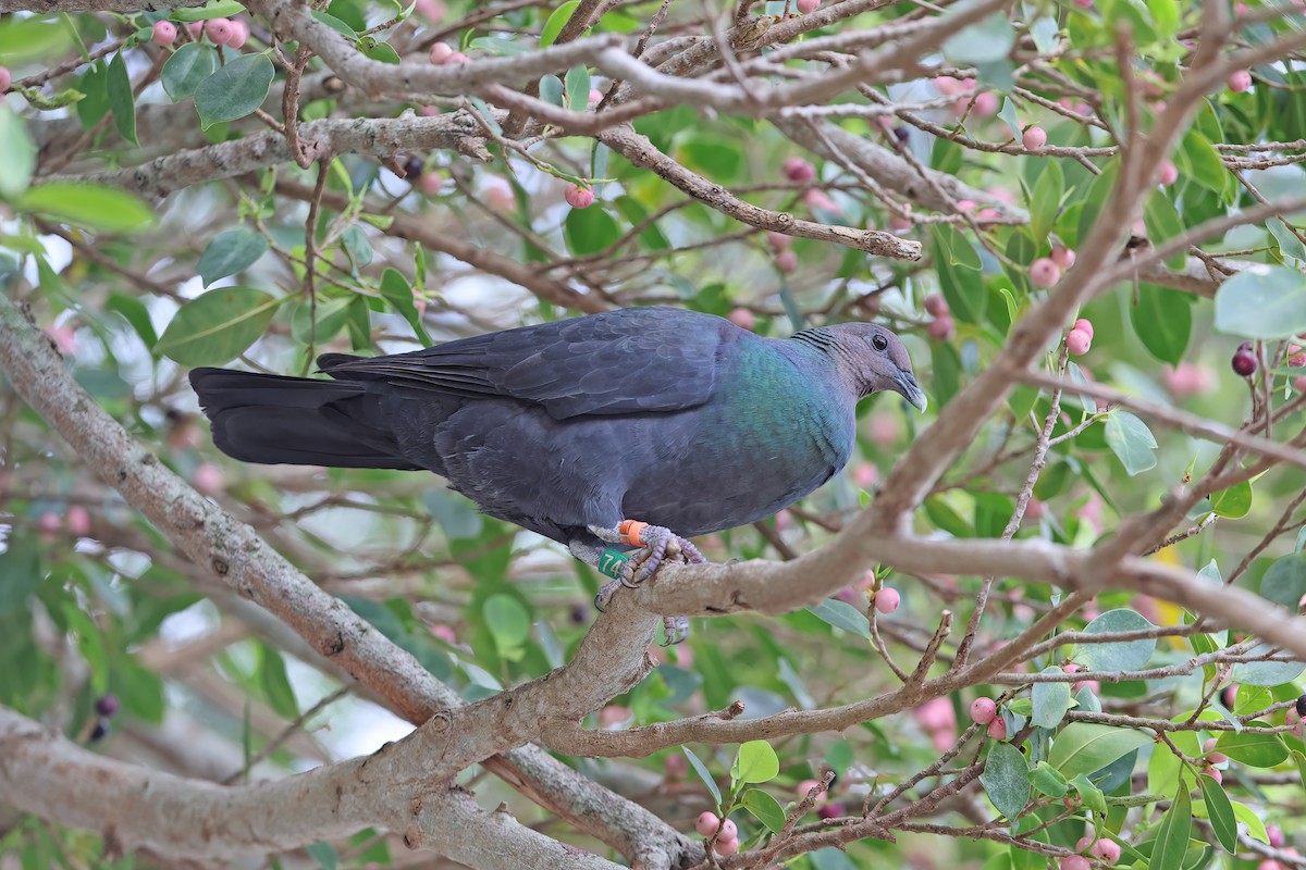 Black Wood-Pigeon - ML642099003