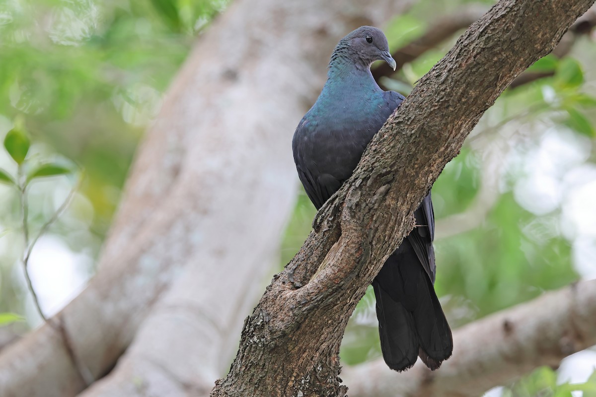 Black Wood-Pigeon - ML642099004