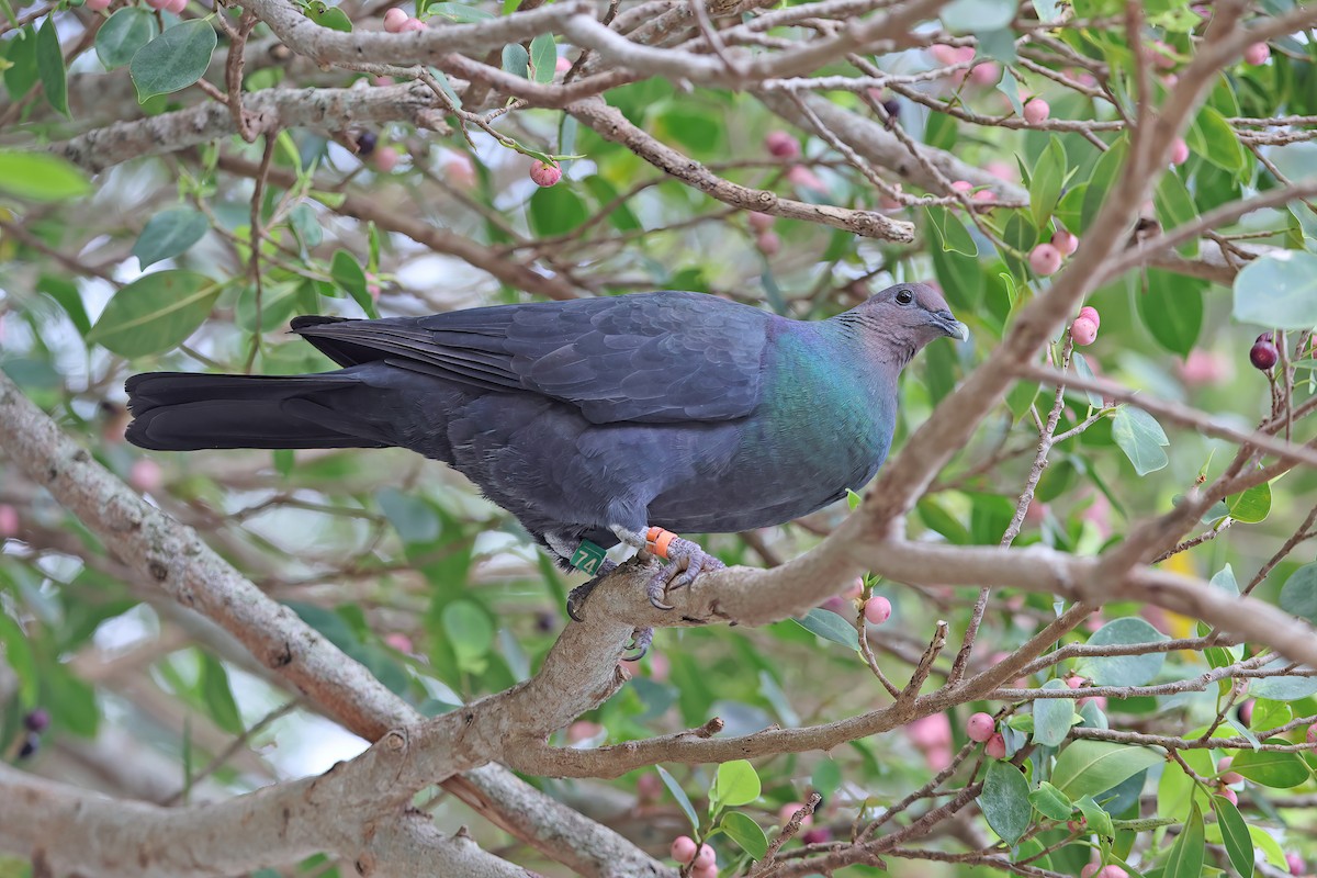 Black Wood-Pigeon - ML642099005
