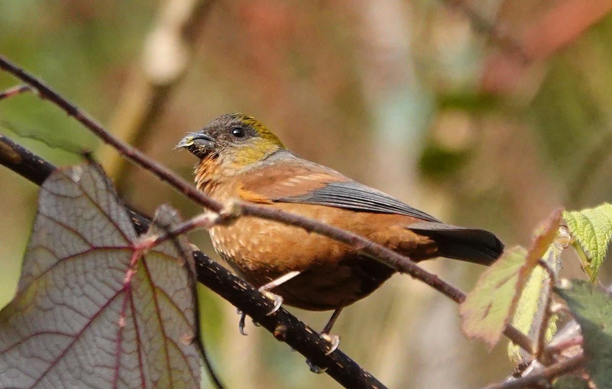 Gold-naped Finch - ML642099023