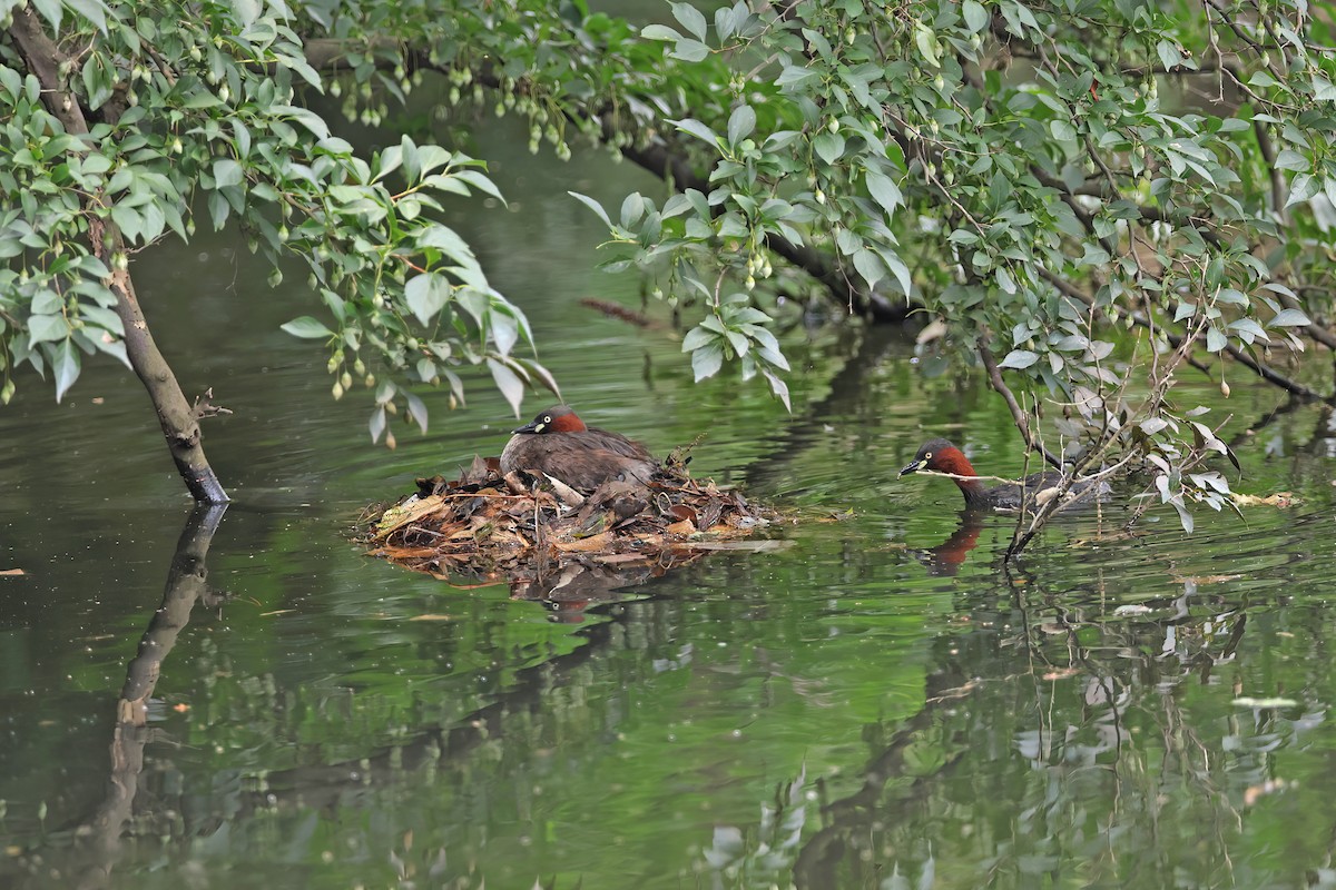 Little Grebe (Little) - ML642099026