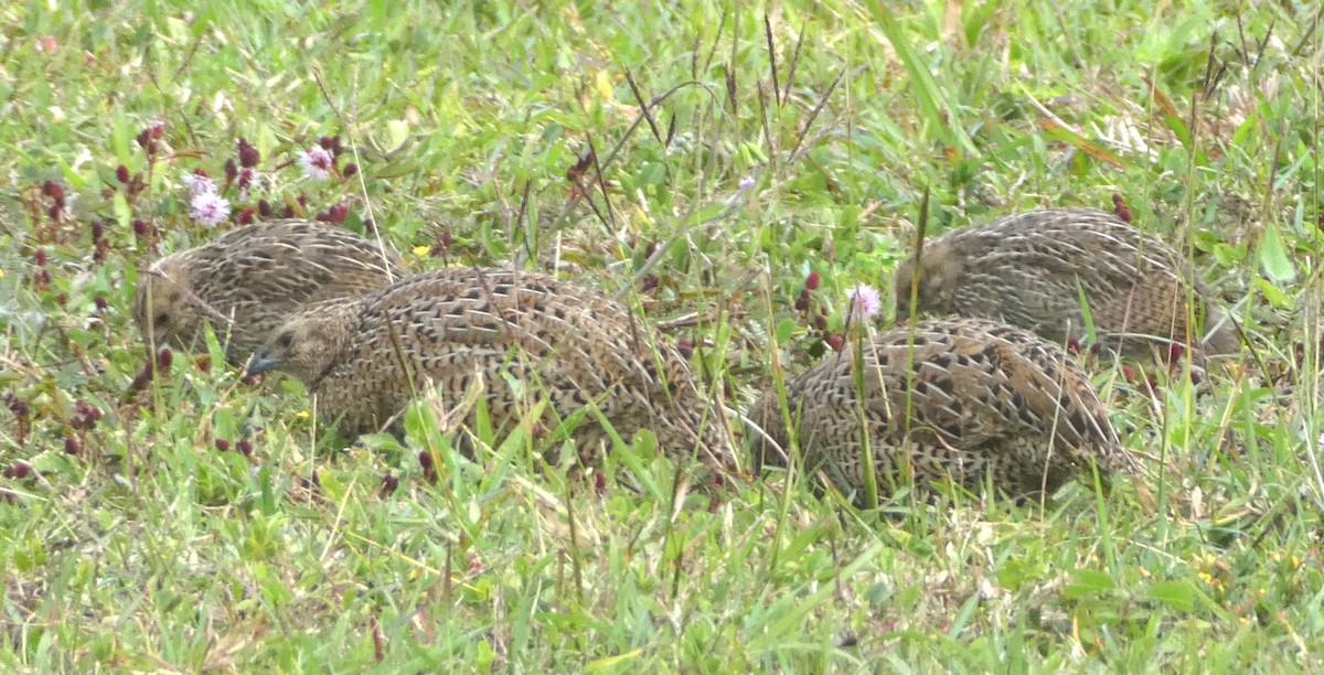Brown Quail - ML642099027
