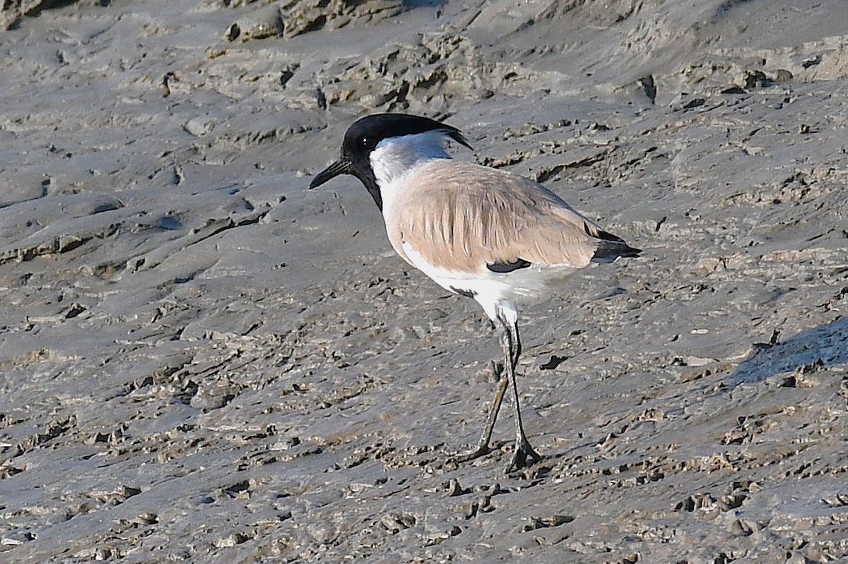 River Lapwing - ML642099035