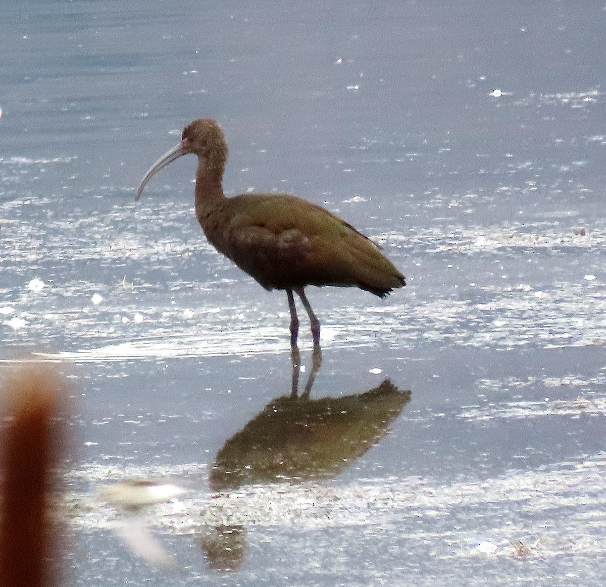 White-faced Ibis - ML642099036