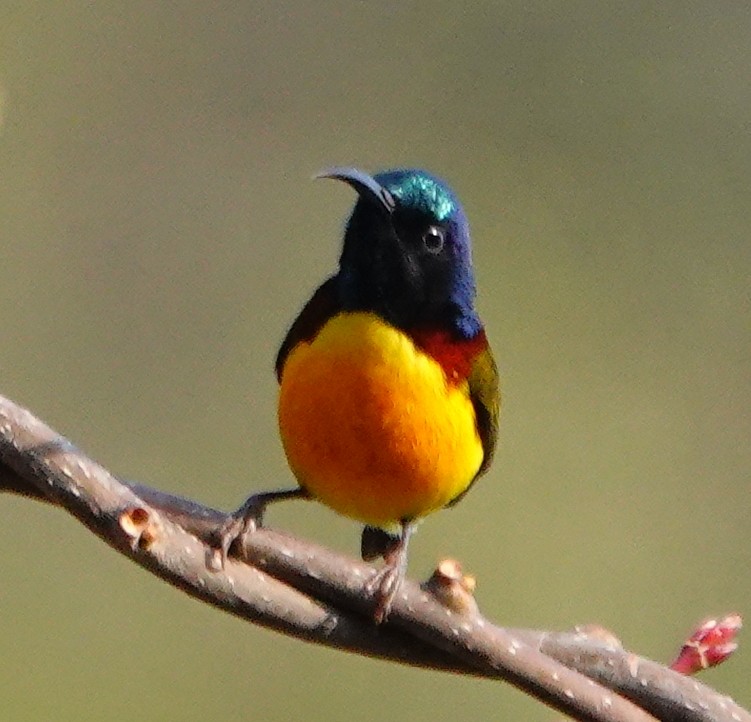 strdimil indomalajský - ML642099049