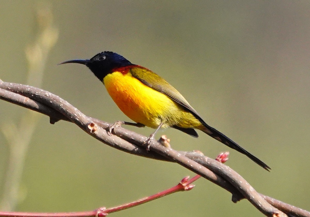 strdimil indomalajský - ML642099050