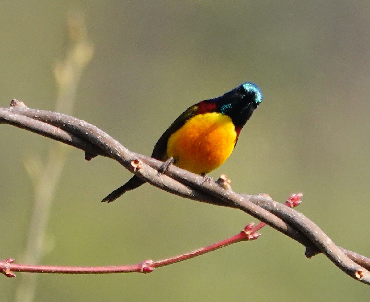 strdimil indomalajský - ML642099051