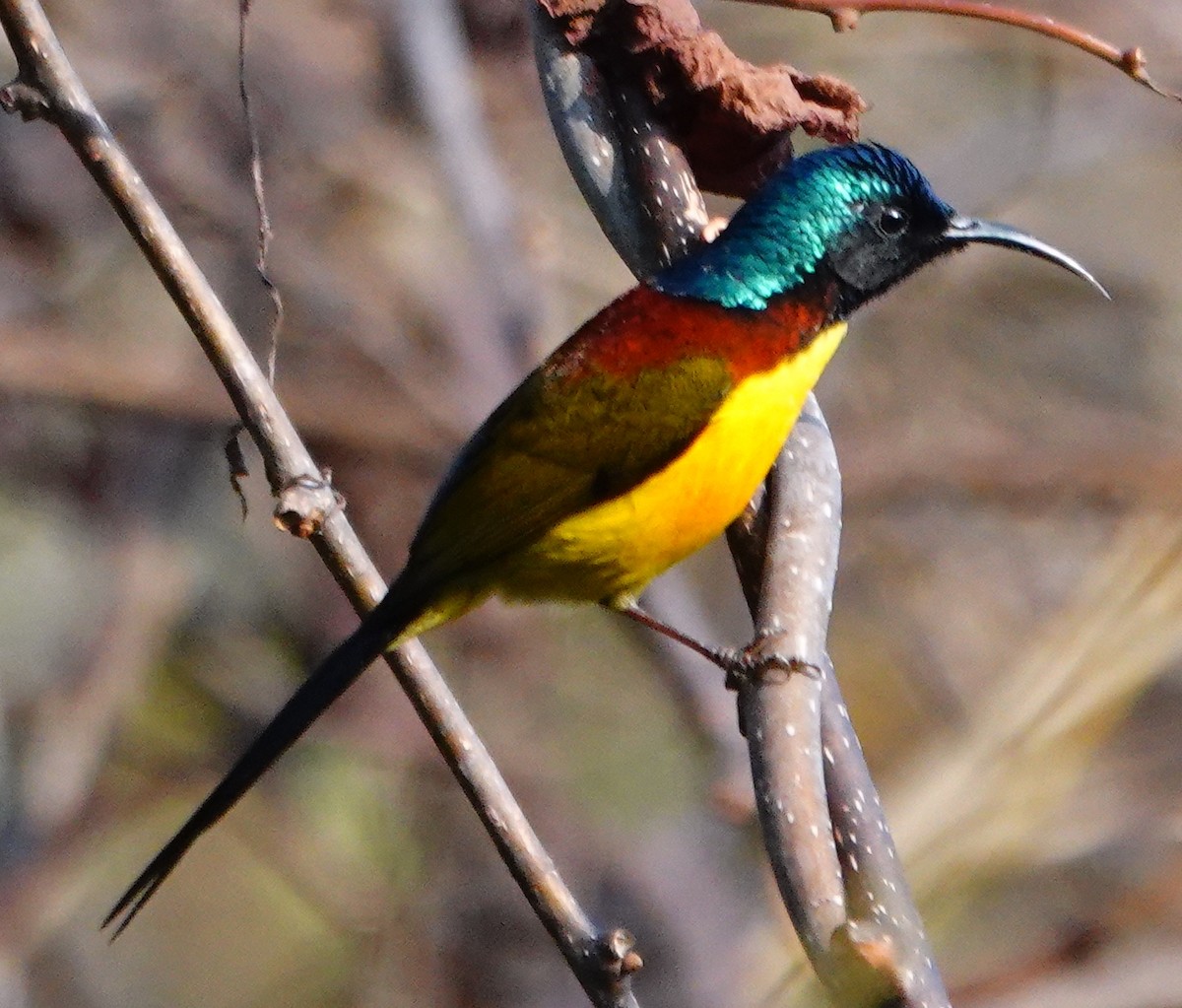 strdimil indomalajský - ML642099052