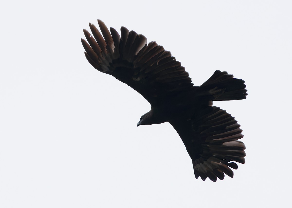 Aigle huppé (groupe limnaeetus) - ML642099067