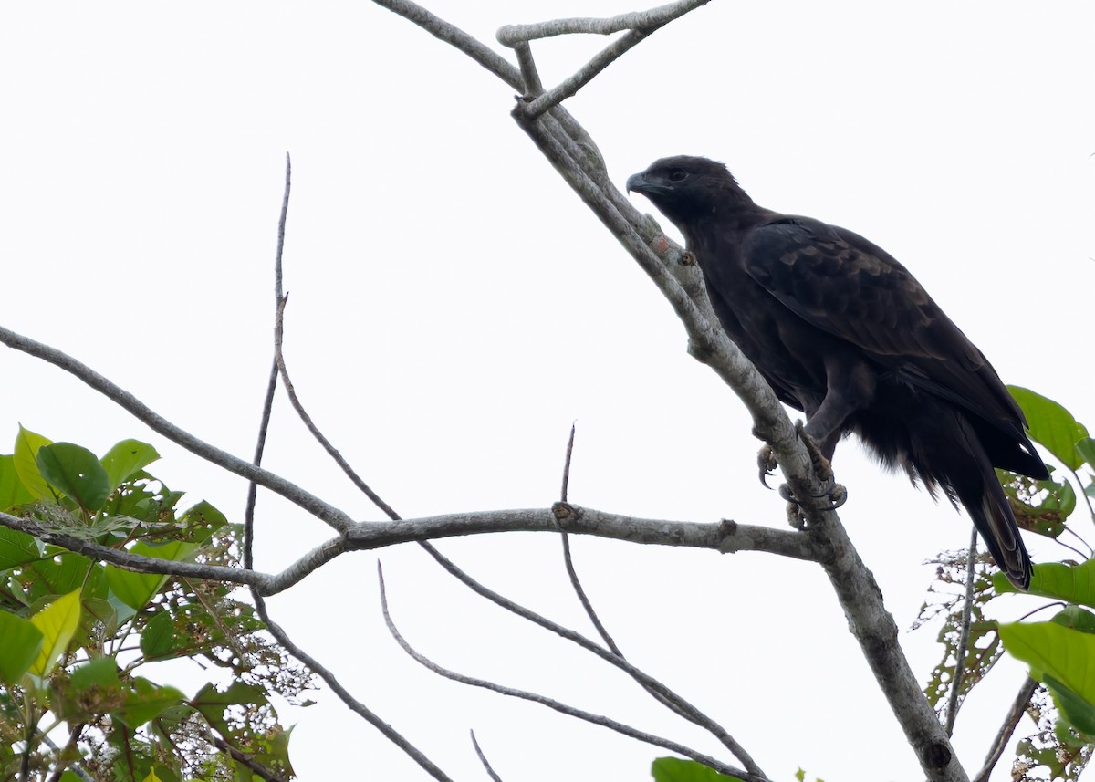 Aigle huppé (groupe limnaeetus) - ML642099068