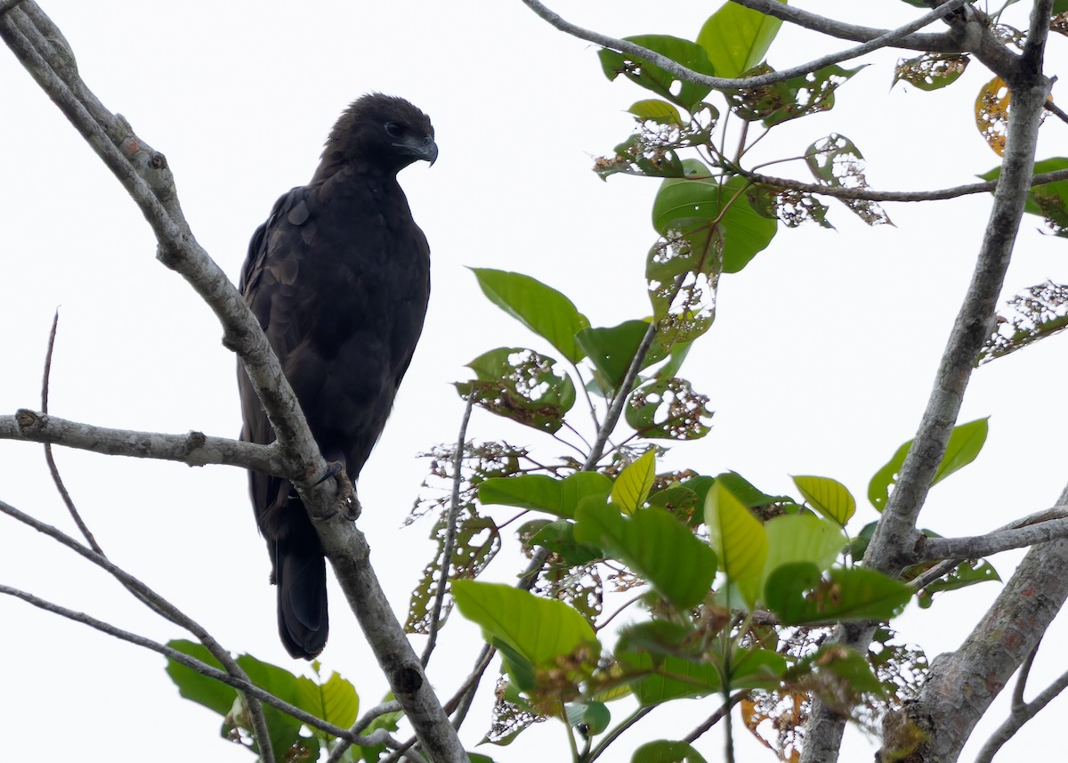 Aigle huppé (groupe limnaeetus) - ML642099069
