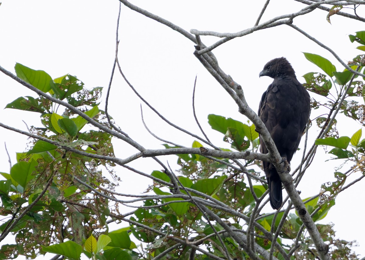 Aigle huppé (groupe limnaeetus) - ML642099071