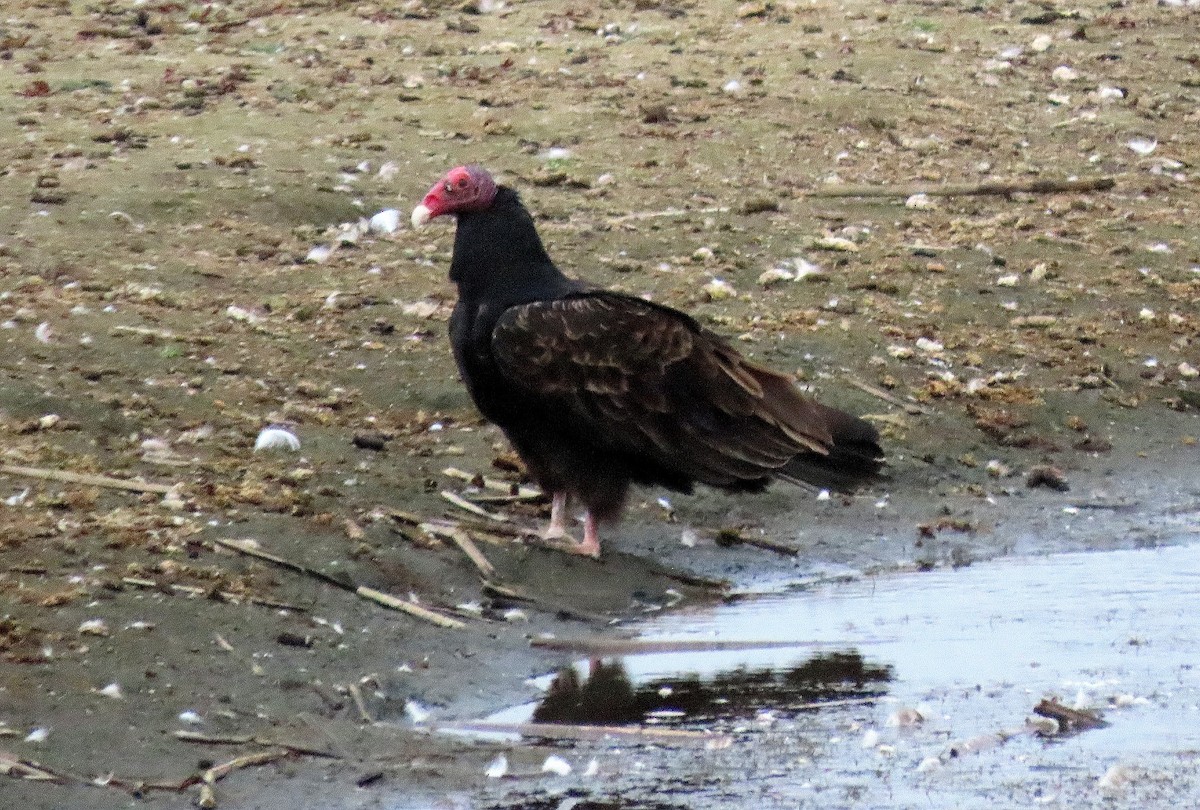 Turkey Vulture - ML642099088