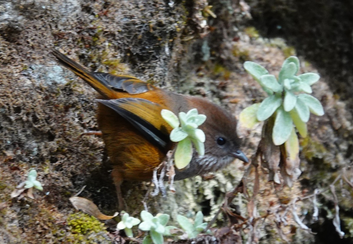 Brown-throated Fulvetta - ML642099158
